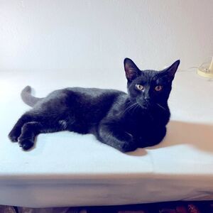 Prince Enzo’s pick 